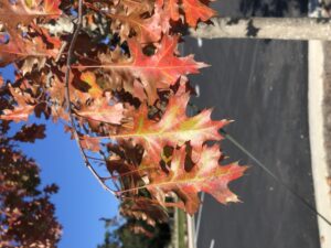 Red leaves of the Shumard Oak