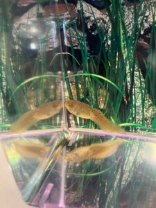 Leopard Frog tadpole in its habitat at the New Hanover County Arboretum and N.C. Cooperative Extension Office