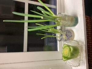 Kitchen Scraps, Celery, Spring onions scraps in windowsill