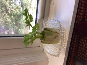 Celery base sprouting in window sill