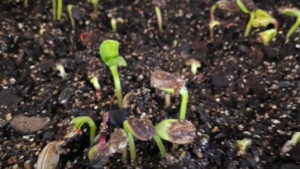 Microgreen seedlings emerging from the soil