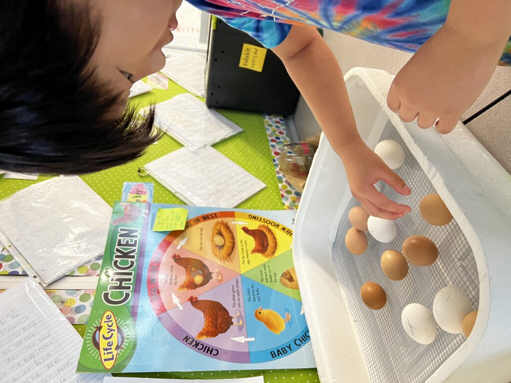 A child checks on eggs in an incubator. 