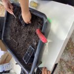 Planting fall seeds in school garden