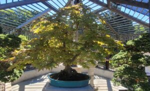 large bonsai tree located in Arnold Arboretum