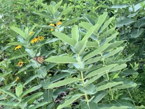 Monarch butterfliy on a native milkweed plant.