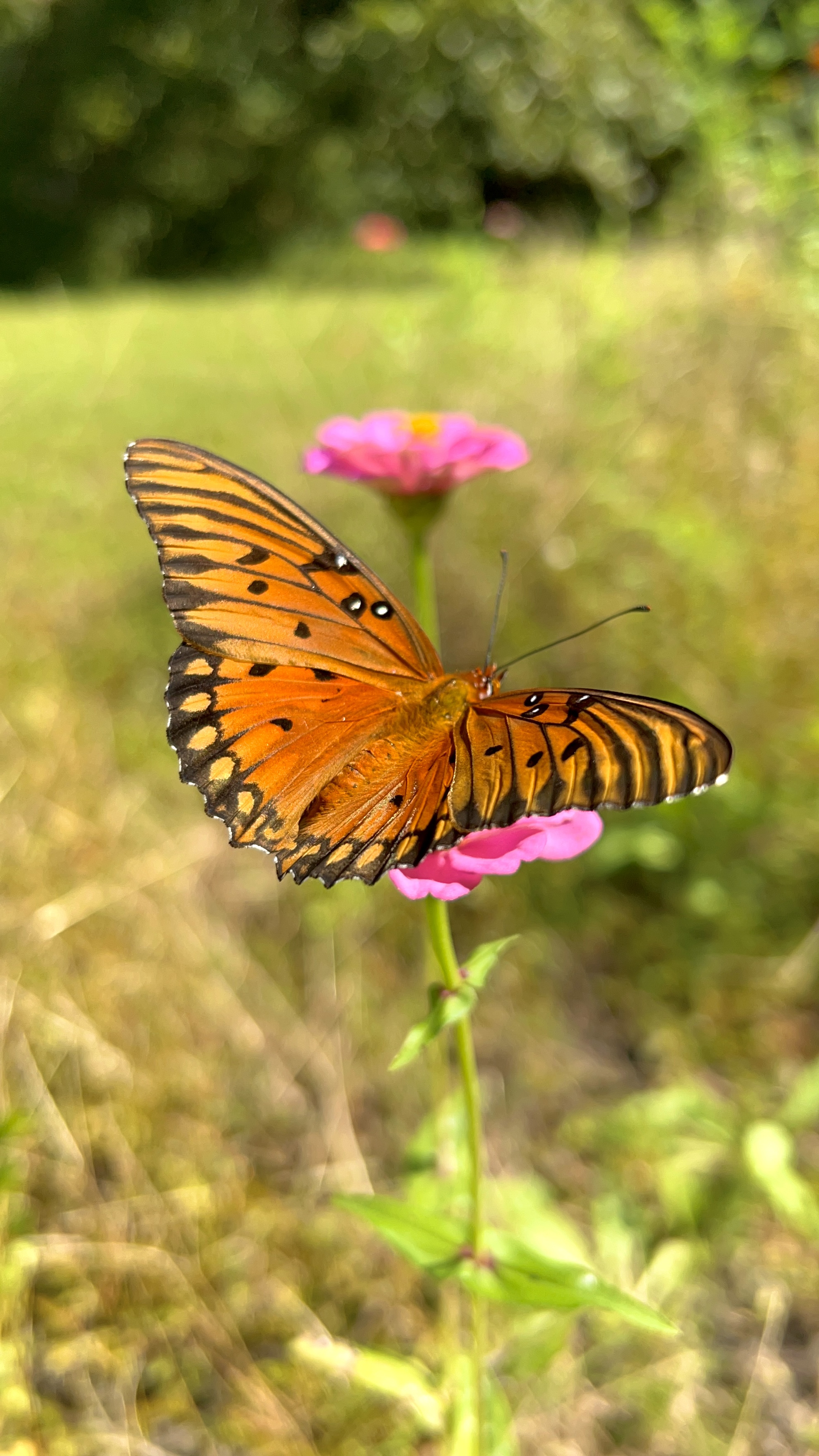 A Gulf fritillary butterfly. PROVIDED BY GABRIELLA DE SOUZA