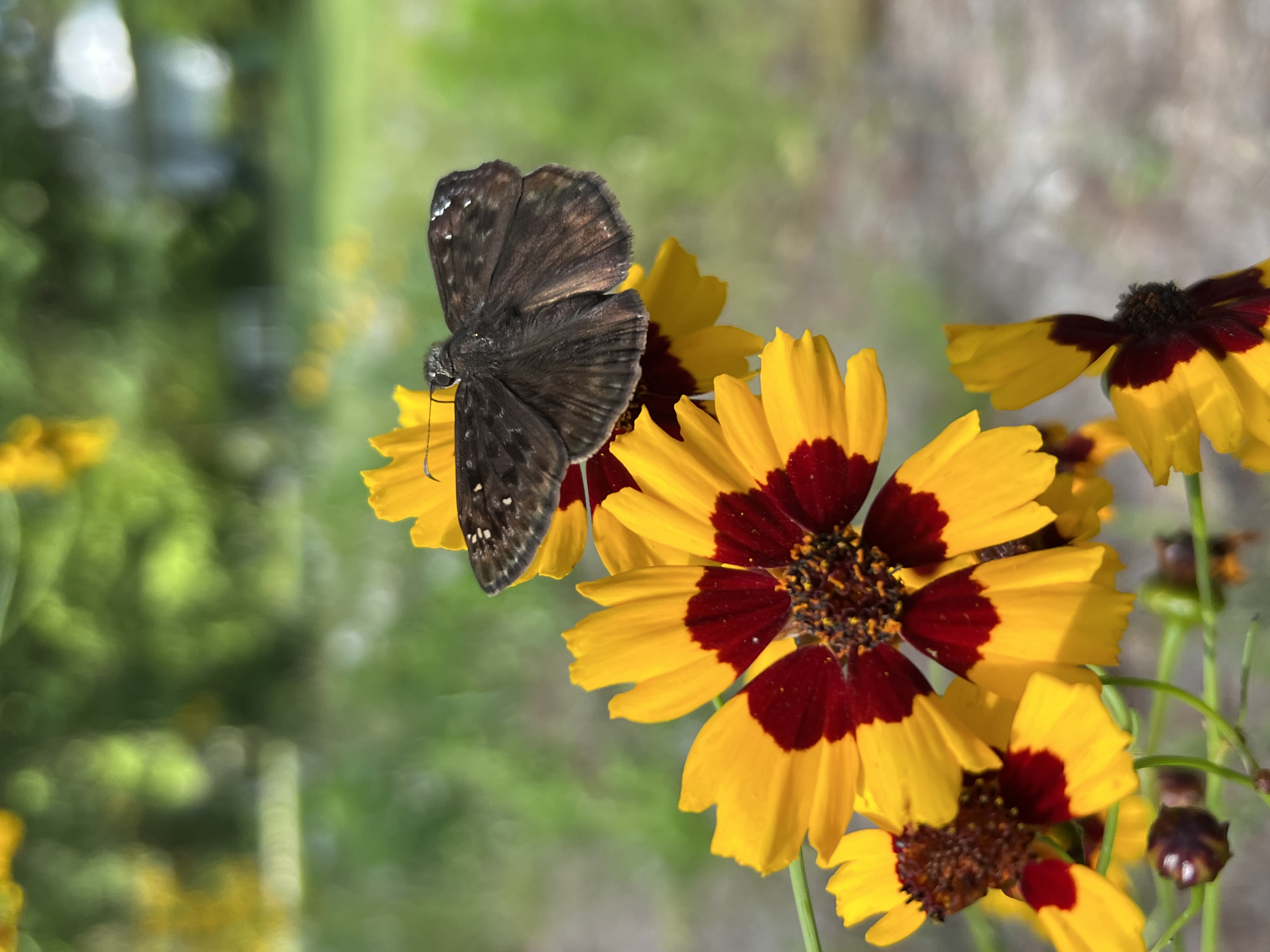 Horace's duskywing on Coreopsis. PROVIDED BY GABRIELLA DE SOUZA