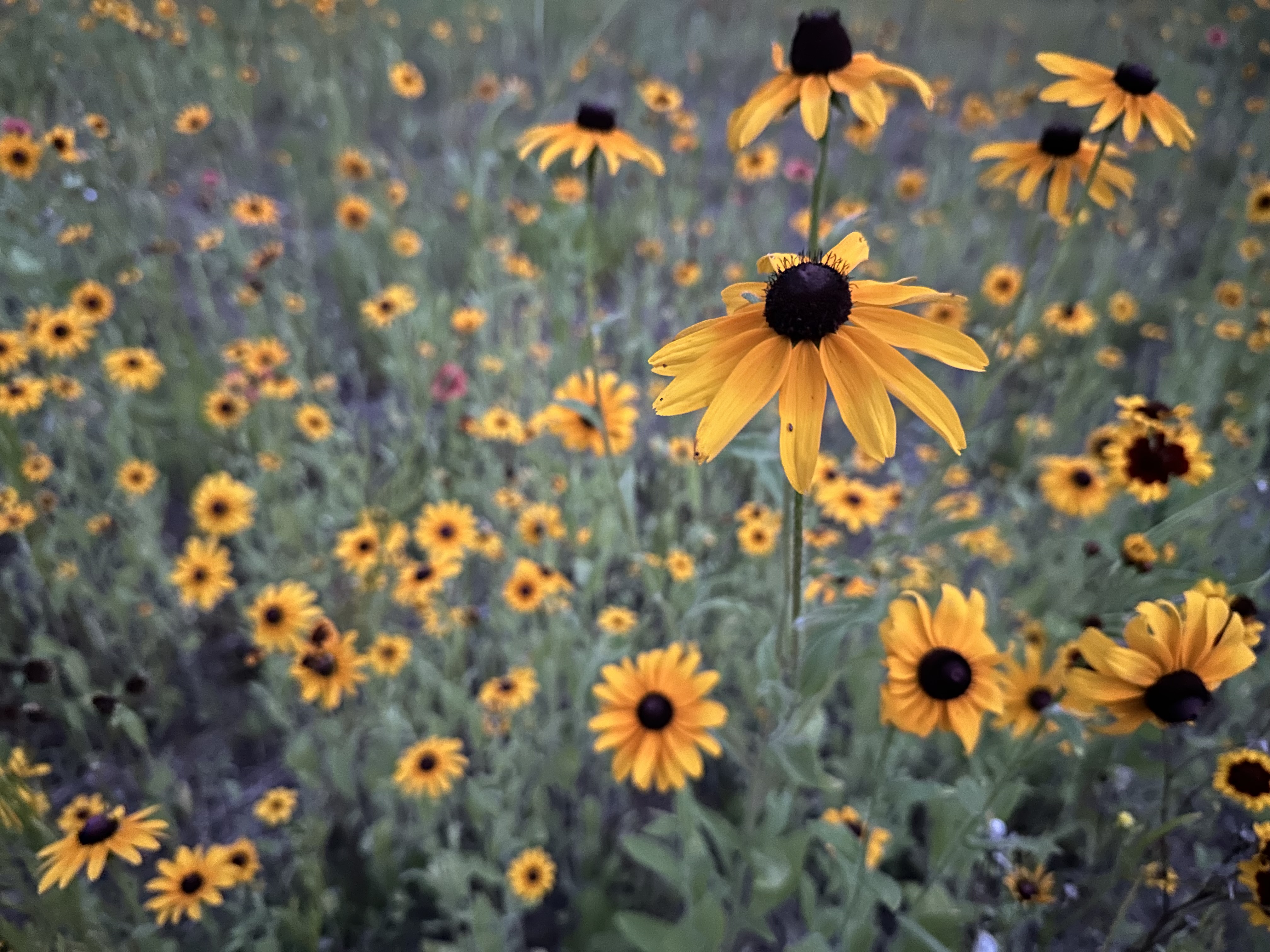 Rudbeckia blooms. PROVIDED BY GABRIELLA DE SOUZA