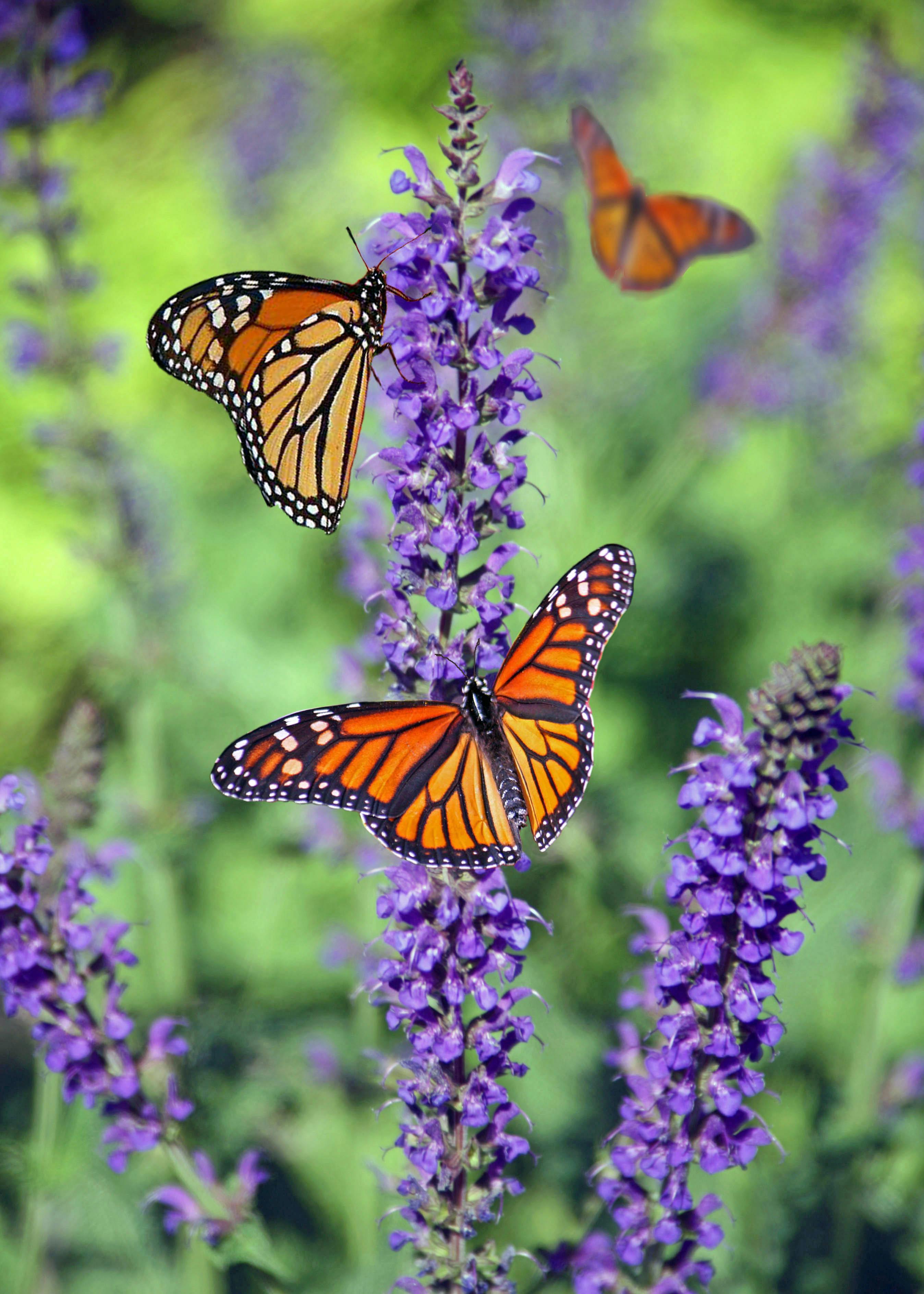 Monarchs on Flowers