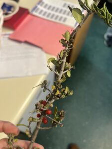 a cut holly branch with berries and shriveled up leaf galls