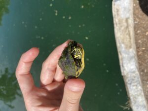 Baby yellow bellied slider turtle