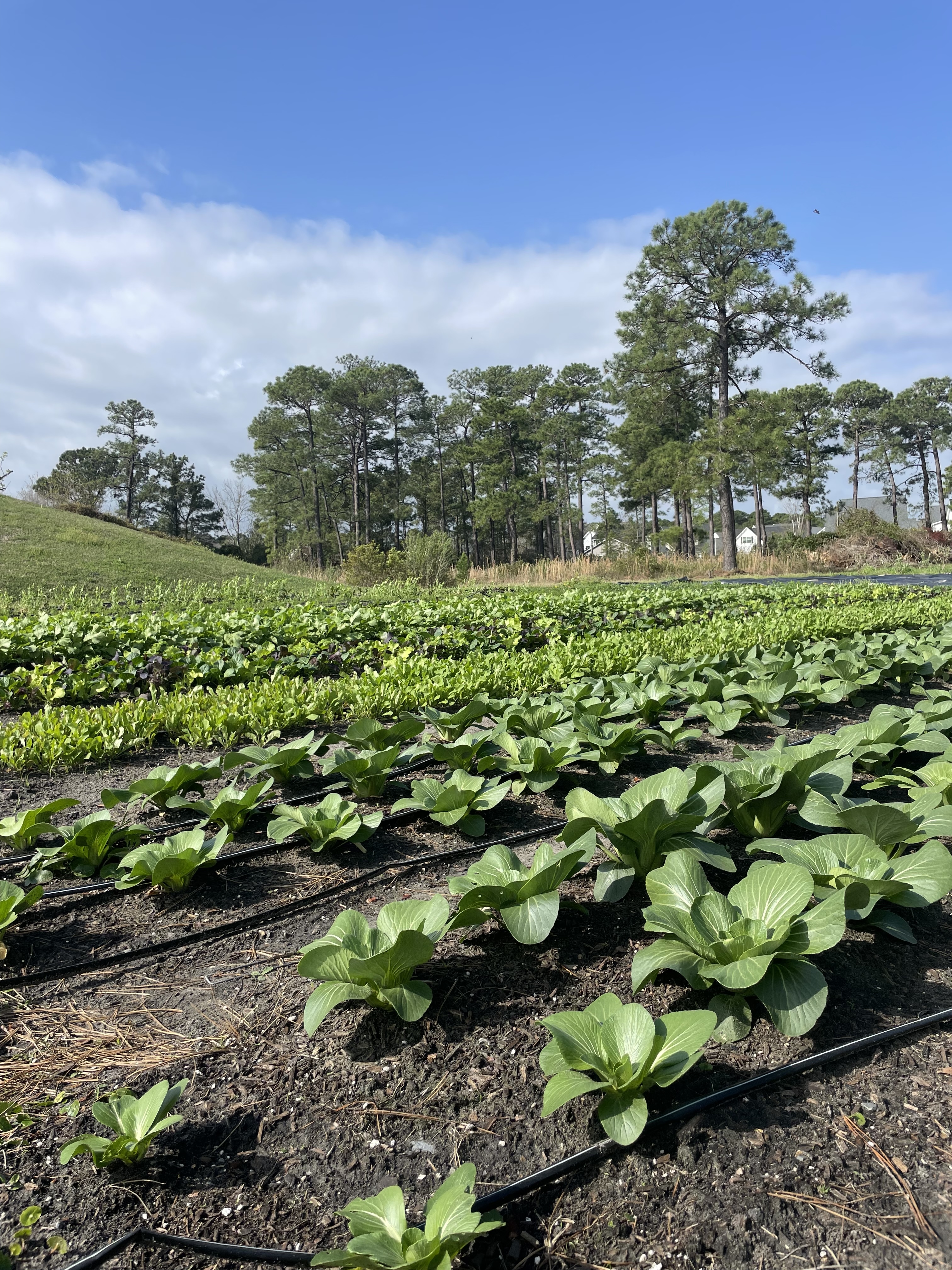 School and Community Garden Resources