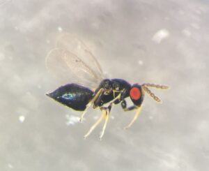 A parasitoid wasp, possibly Pteromalidae, reared from an infestation of crape myrtle bark scale (Eriococcus lagerstroemiae) Photo credit Helena Jolly (1)