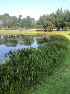 A pond with a robust vegetated shelf.