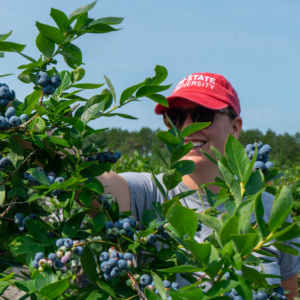 FCS Agent Morgan King during blueberry gleaning