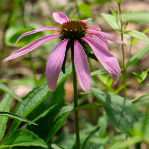 Purple Coneflower
