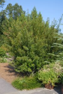Wax Myrtle in Full Form By JimRobbins