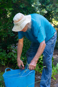 Volunteer working on the Arboretum grounds