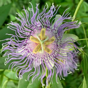 Purple Passion Flower