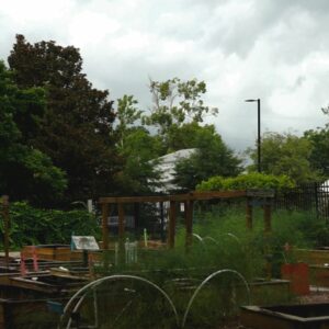Arboretum on a stormy day