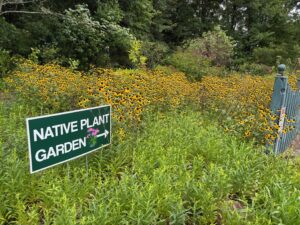 Take a walk in the gardens to learn about plants for your landscape. Photo courtesy of Amy Mead