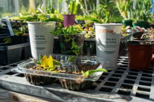 Try giving single use items a second life as starter pots for small plants!