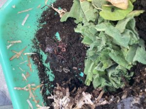 Heather Kelejian Adding mullein leaves fo worm bin