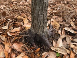 Fallen leaves help trees by adding organic material and helping to retain moisture in soils. Photo courtesy of Amy Mead