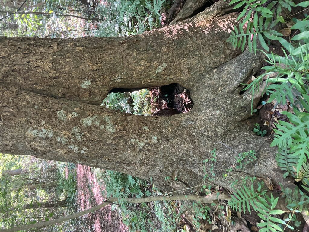 Adaptable tree trunk