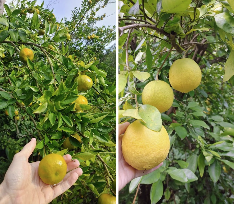 Changsha Mandarin & Yuzu - Tim Armstrong