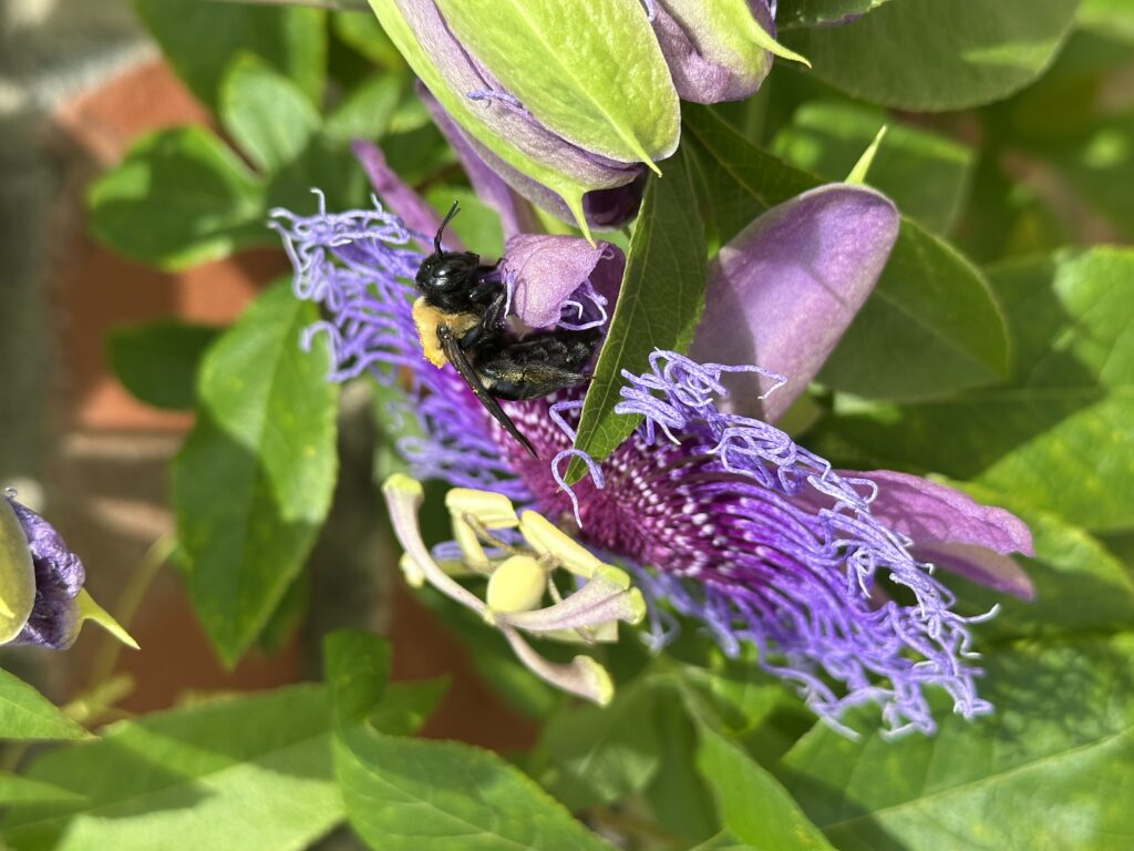Eastern carpenter bee - Gabriella de Souza
