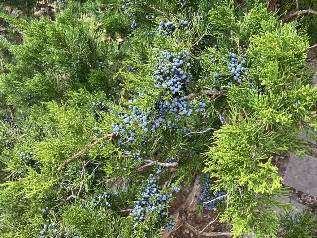 Juniper berries on cedar tree