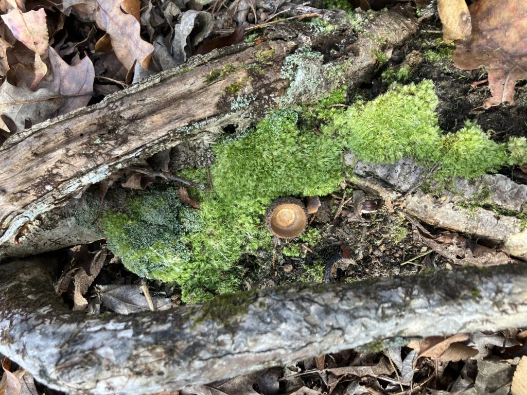 Mossy log