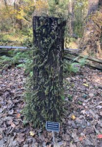 Resurrection ferns on a stump