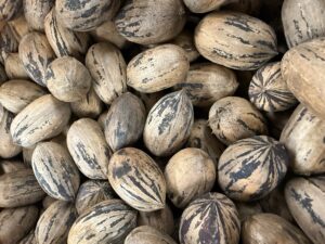 The word pecan comes from the Algonquin word pacane, meaning nuts requiring a stone to crack.