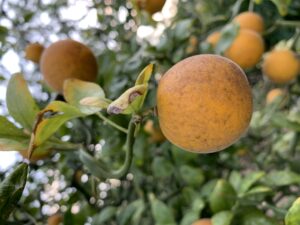 Trifoliate Orange - Gabriella de Souza