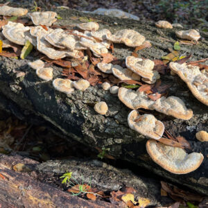 You may find mushrooms growing on down trees