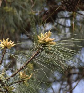 Pinus palustris male cones - March 31 - Warren Co., NC Cathy DeWitt